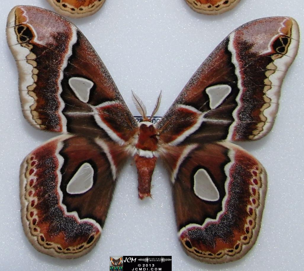 Rothschildia cincta? 02-20-2010 